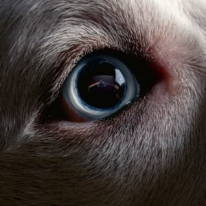 Roger Waters  The Dark Side Of The Moon (2LPs, Cooking LP)